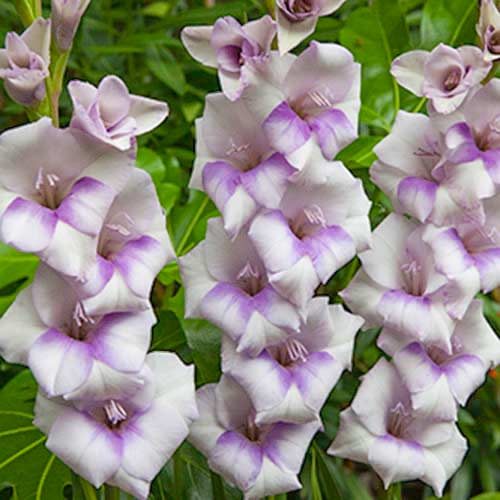 Гладиолус бамбино Кондор Паса рисунок 1 артикул 70394