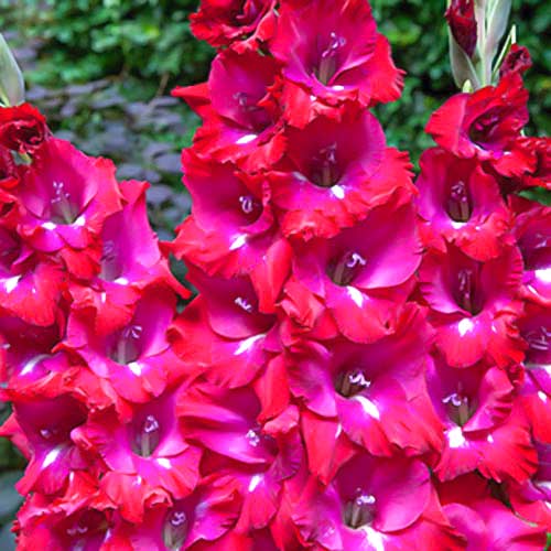 Гладіолус Сан Сіро зображення 1 артикул 70400