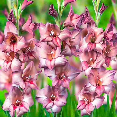 Гладиолус бамбино Торино рисунок 1 артикул 70404