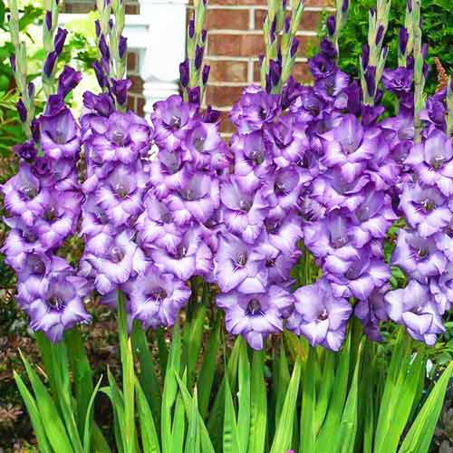 Гладиолус крупноцветковый Блю Айcл рисунок 1 артикул 67161