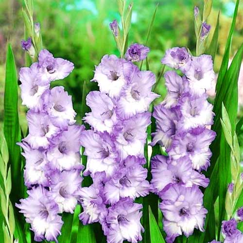 Гладіолус великоквітковий Блю Фрост зображення 1 артикул 67160