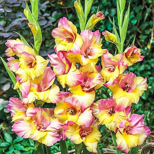 Гладіолус великоквітковий Динаміт зображення 1 артикул 76073