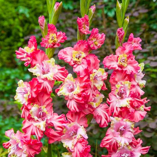 Гладиолус гофрированный Брокен Харт Фриззл рисунок 1 артикул 76441