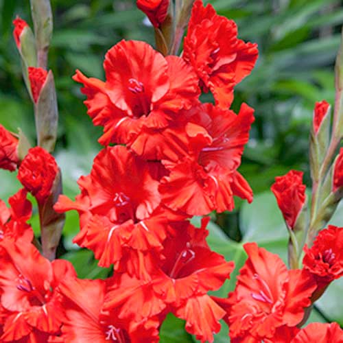 Гладиолус гофрированный Файер Раффл рисунок 1 артикул 70395