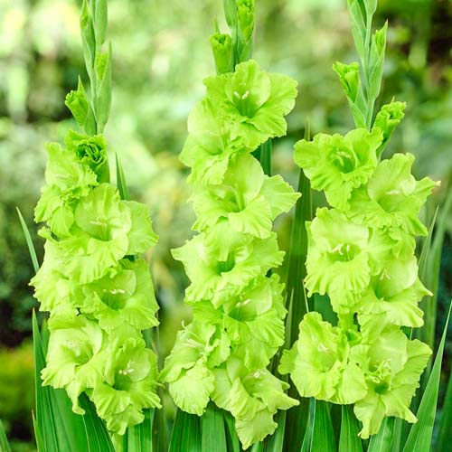 Гладиолус гофрированный Грин Стар рисунок 1 артикул 76250