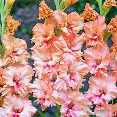 Гладиолус гофрированный Кисси Раффл рисунок 1 артикул 70396