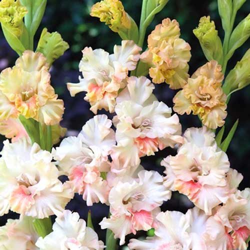 Гладіолус гофрований Кріспі Рафл зображення 1 артикул 67164