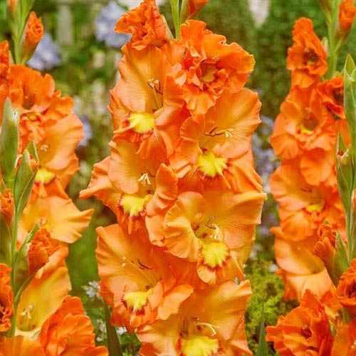 Гладиолус гофрированный Принцесс Раффл рисунок 1 артикул 76252