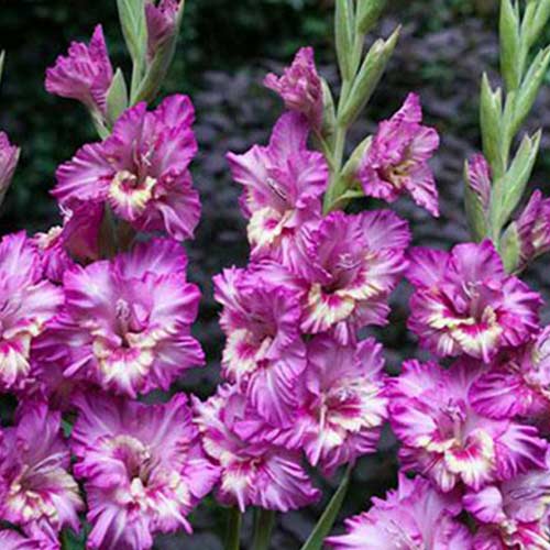 Гладиолус гофрированный Шейди Фриззл рисунок 1 артикул 67174