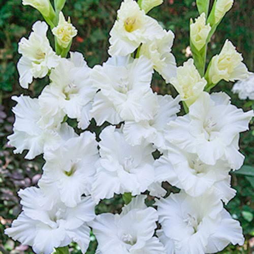 Гладіолус гофрований Сноу Фріззл зображення 1 артикул 70401