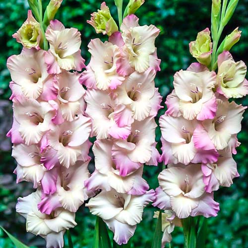 Гладиолус гофрированный Тампере рисунок 1 артикул 76255