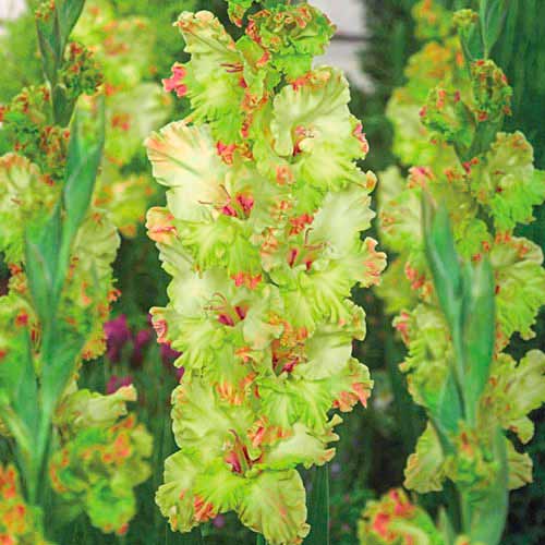 Гладиолус гофрированный Киев рисунок 1 артикул 67056