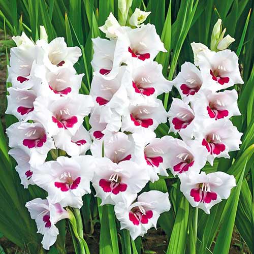 Гладіолус великоквітковий Аякс зображення 1 артикул 76588