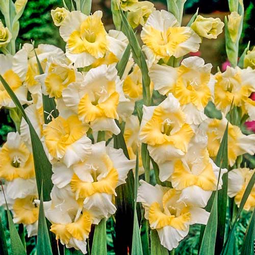 Гладиолус крупноцветковый Багги рисунок 1 артикул 76442