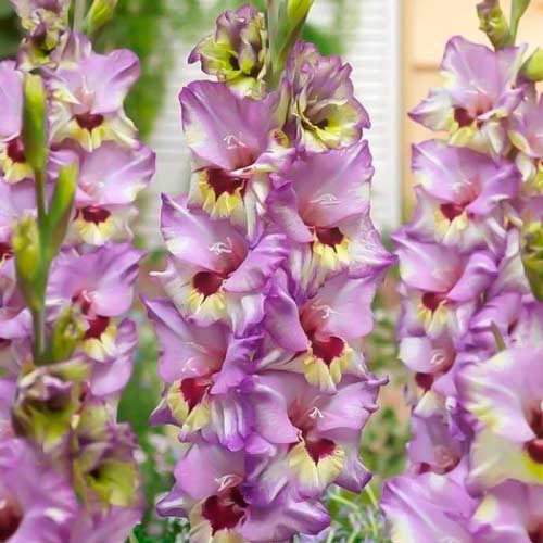 Гладиолус крупноцветковый Бонос Мемори рисунок 1 артикул 76440