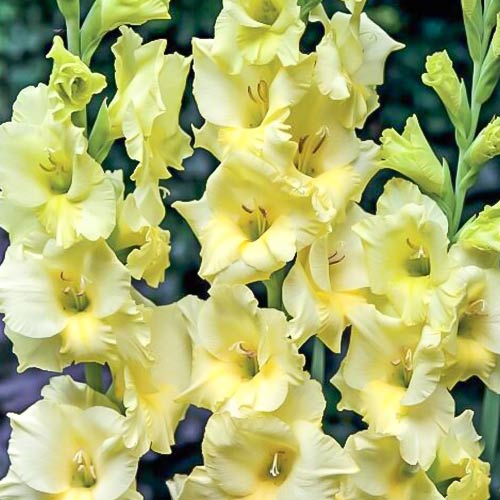 Гладиолус крупноцветковый Деббиэнн рисунок 1 артикул 76590