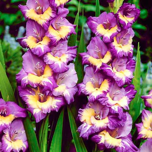 Гладіолус великоквітковий Динаміт, цибулини зображення 1 артикул 68269