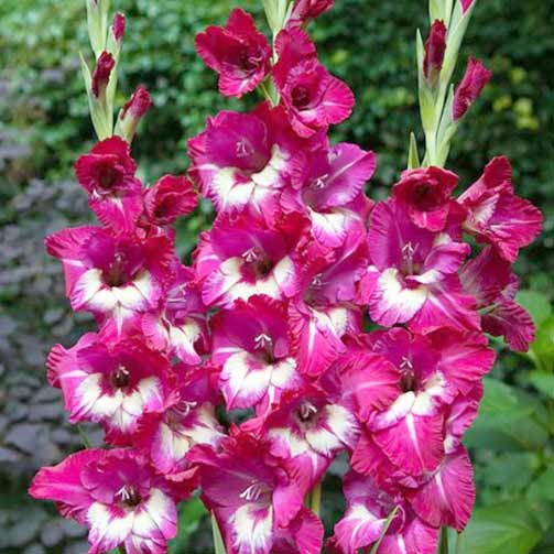 Гладиолус крупноцветковый Джо Джо рисунок 1 артикул 76247