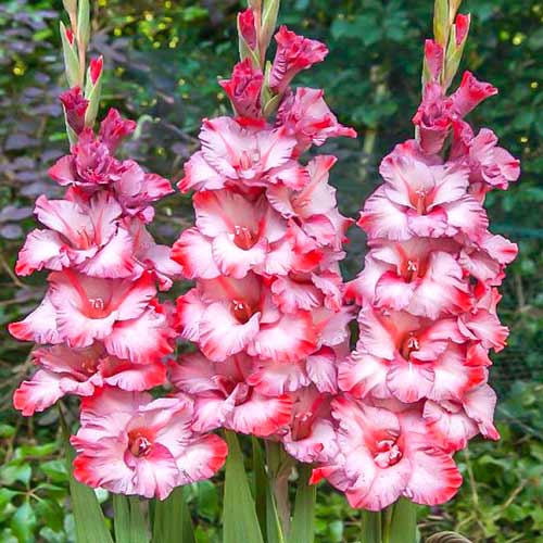 Гладиолус крупноцветковый Грейхаунд рисунок 1 артикул 76662