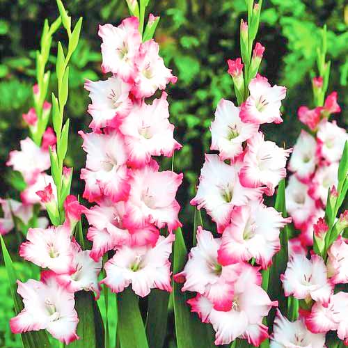 Гладиолус крупноцветковый Хеопс рисунок 1 артикул 76245