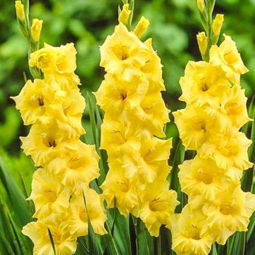 Гладиолус крупноцветковый Лемон Дроп рисунок 1 артикул 76076