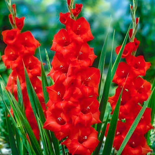 Гладіолус великоквітковий Матч Поінт зображення 1 артикул 76248