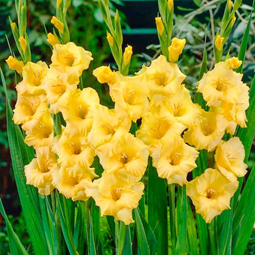 Гладиолус крупноцветковый Нова Люкс артикул фото 1 Гладиолус крупноцветковый Нова Люкс рисунок 1 артикул 76447