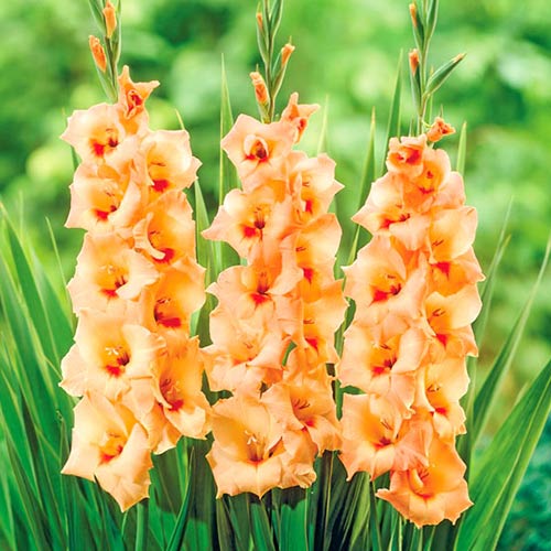 Гладиолус крупноцветковый Овация рисунок 1 артикул 76591