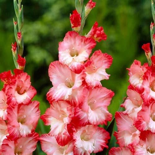 Гладиолус крупноцветковый Пинк Леди рисунок 1 артикул 76253