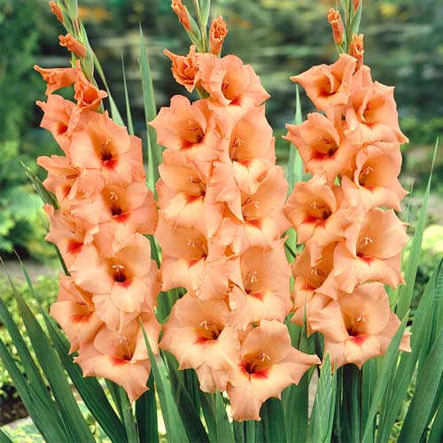 Гладиолус крупноцветковый Питер Пирс рисунок 1 артикул 76448