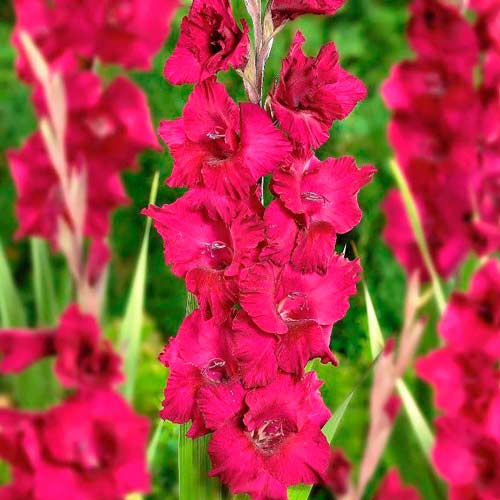 Гладіолус великоквітковий Плам Тарт зображення 1 артикул 76449