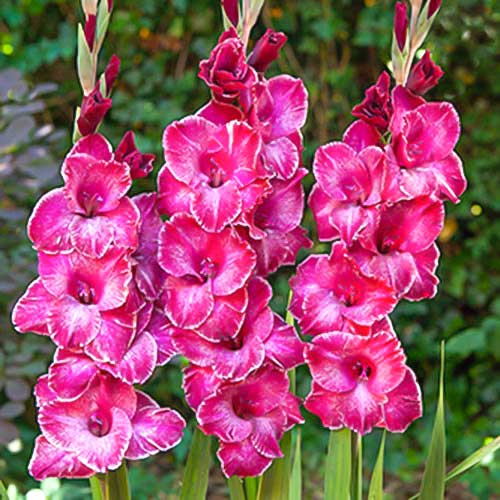 Гладиолус крупноцветковый Раста Принт артикул фото 1 Гладиолус крупноцветковый Раста Принт рисунок 1 артикул 70399