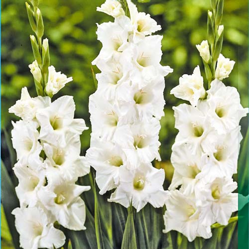 Гладиолус крупноцветковый Сансер рисунок 1 артикул 76081