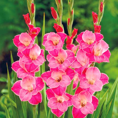 Гладиолус крупноцветковый Сильвана артикул фото 1 Гладиолус крупноцветковый Сильвана рисунок 1 артикул 76592