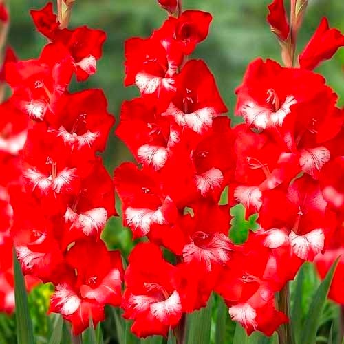 Гладиолус крупноцветковый Спарклер рисунок 1 артикул 70402