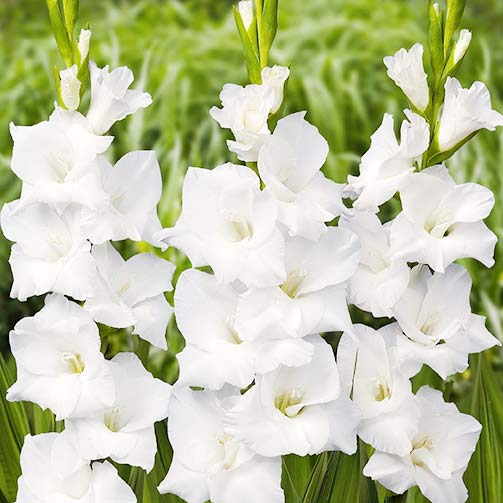 Гладиолус крупноцветковый Уайт Просперити рисунок 1 артикул 67179