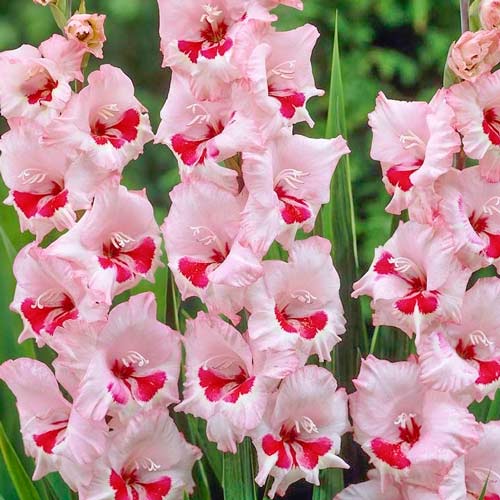 Гладиолус крупноцветковый Вайн энд Роузес артикул фото 1 Гладиолус крупноцветковый Вайн энд Роузес рисунок 1 артикул 76451