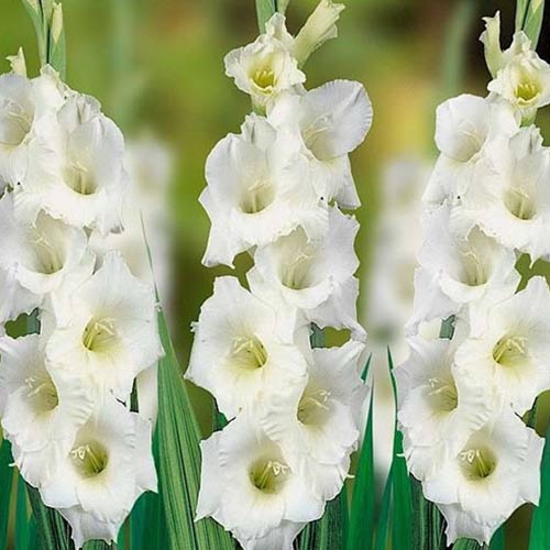 Гладиолус крупноцветковый Вайт Френдшип рисунок 1 артикул 76589
