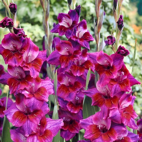 Гладиолус крупноцветковый Вельвет Айз рисунок 1 артикул 76087