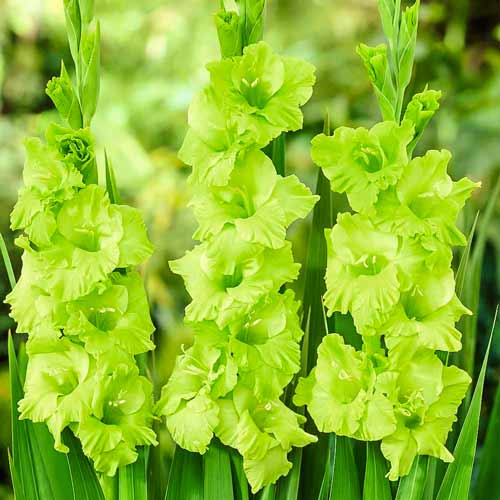 Гладіолус великоквітковий Зелений Велікан зображення 1 артикул 76444