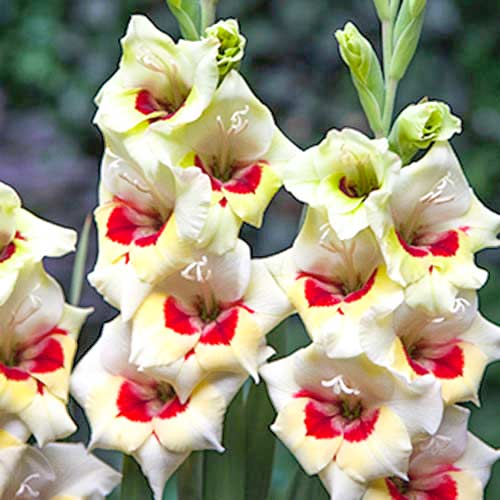 Гладиолус бамбино Мессина артикул фото 1 Гладиолус бамбино Мессина рисунок 1 артикул 70397