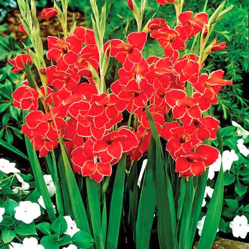 Гладиолус мини Атом рисунок 1 артикул 76329