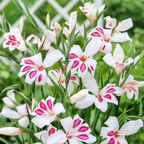 Гладиолус мини Принц Клаус рисунок 1 артикул 76332