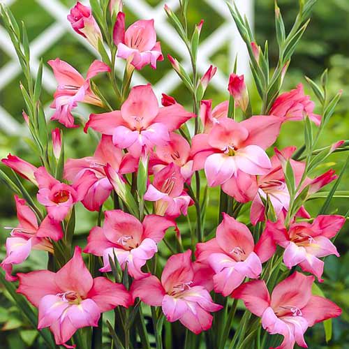 Гладиолус мини Шарм артикул фото 1 Гладиолус мини Шарм рисунок 1 артикул 76330