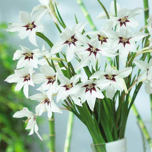 Ацидантера Мюріел зображення 2 артикул 76369