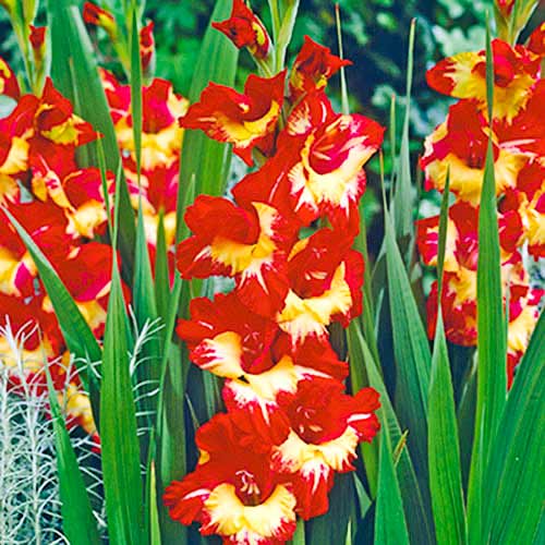 Гладіолус великоквітковий Стерео зображення 1 артикул 70403