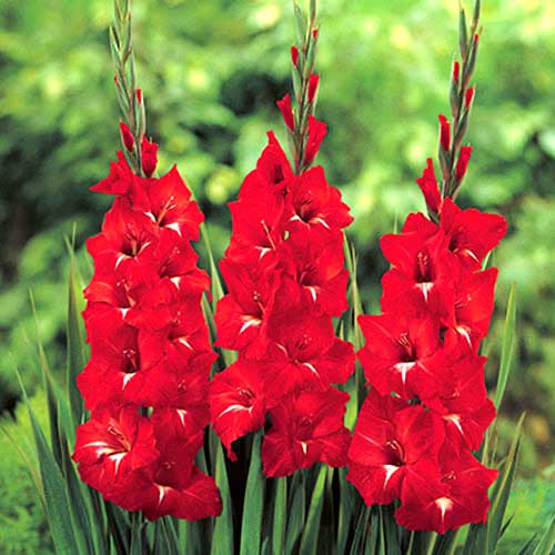 Гладиолус крупноцветковый Трейдерхорн рисунок 1 артикул 70465