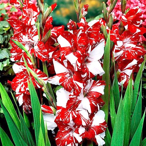 Гладіолус Зизані (Zizanie) зображення 1 артикул 2938