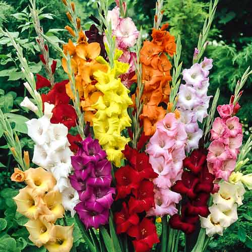 Гладіолуси Бамбіно, мікс зображення 1 артикул 68279