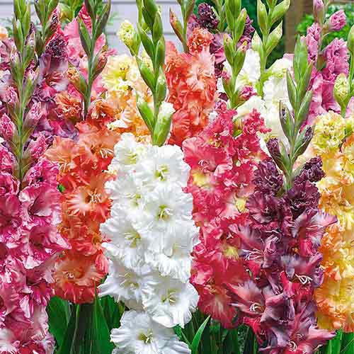 Гладіолуси гофровані, мікс зображення 1 артикул 76249